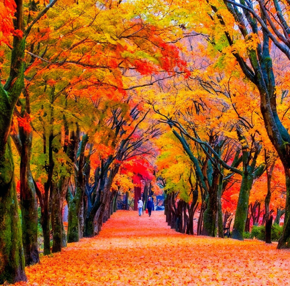 [용산역 KTX]정읍 오색단풍 내장산 당일 기차여행 (출발일 10/24-11/15)